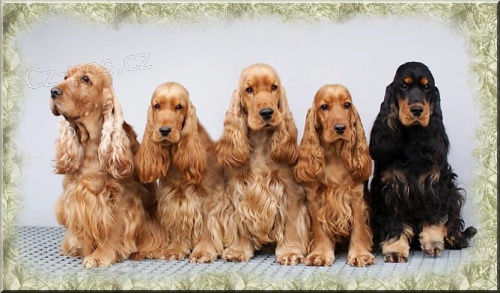 Anglick� kokr�pan�l