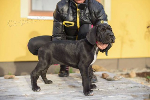 N�meck� doga s PP