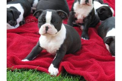 kr�sn� Bostonsky teri�r �te�at� pro predaj