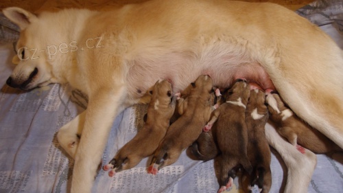 Akita Inu štěňátka Akita Inu štěňátka
