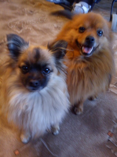 PROD�M �T��ATA �PICE