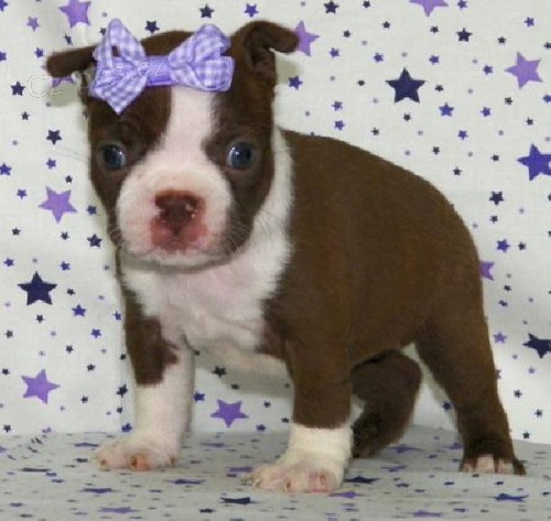 Boston teri�r �te�at� na predaj