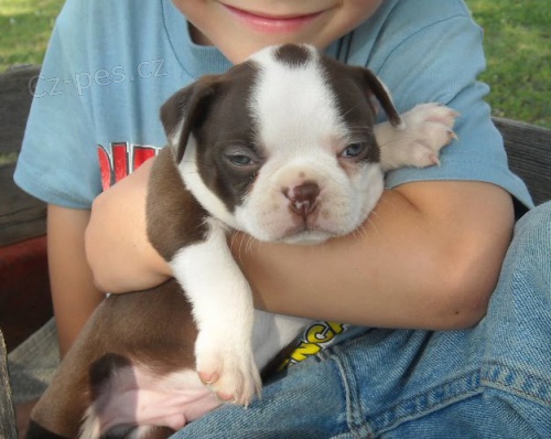 Boston teri�r �te�at� na predaj