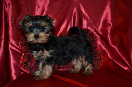 Prod�m �t���tka Jork��rsk�ho teri�ra