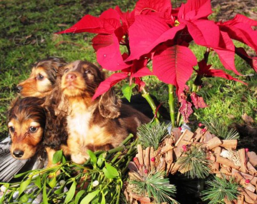 Miniaturn� jezev��k