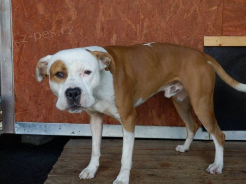 OTA, Americk� pitbulteri�r, hl�da� pro zku�en�