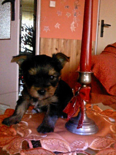 Jork��rsk� Terier 