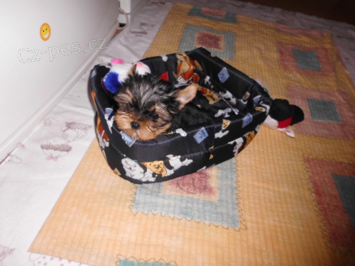 jork��rsk� terier