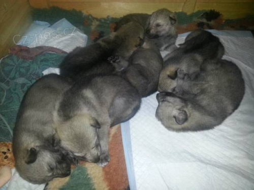 �t��ata �eskoslovensk�ho Vl��ka