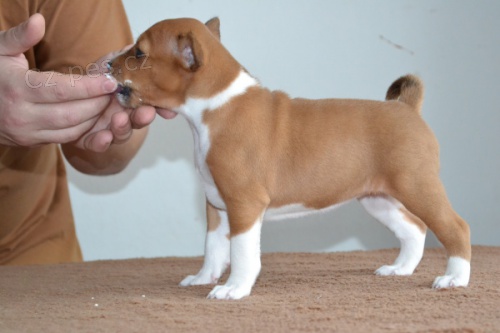 Basenji �t��ata