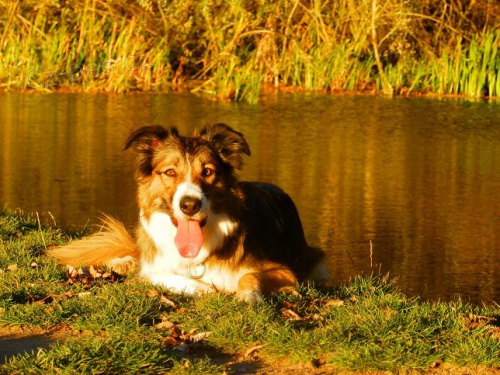 Border kolie vrh "T" dvan�cti �t��at s PP