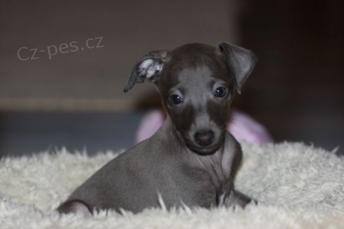 �t���tka italsk�ho chrt�ka