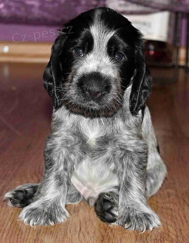 Anglick� kokr�pan�l