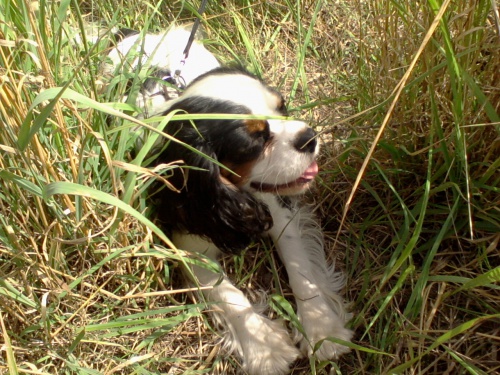 Kavalr King Charles panl hled fenku ke kryt