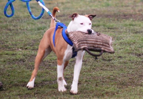 Americk� staford��rsk� terier