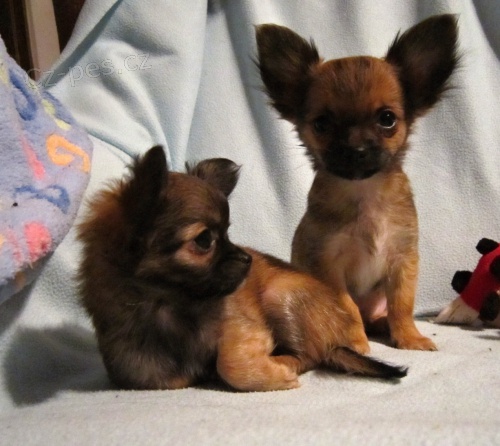 �ivava dlouhosrst� s PP