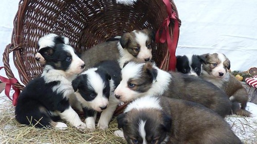 Border kolie �t���tka s pr�kazem p�vodu