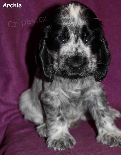 Anglick� kokr�pan�l