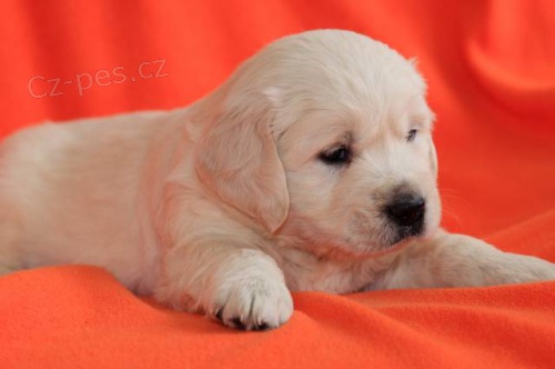 Zlat� retr�vr - golden retriever s PP