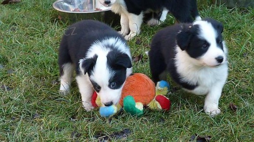 Border kolie �t���tka s PP