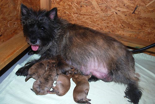 Prod�me �t��ata Cairn teriera s PP, narozena 