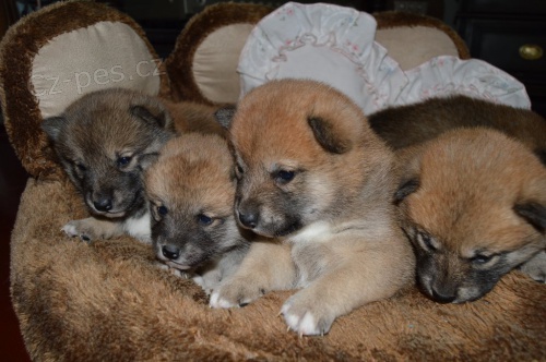 �t��ata SHIBA - INU s PP