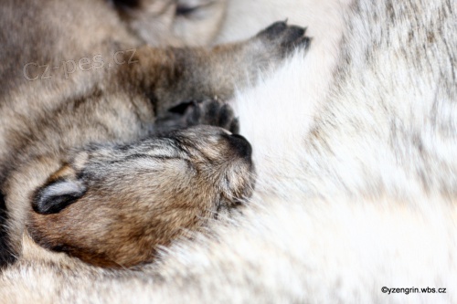 �eskoslovensk� vl��k �t��ata s PP