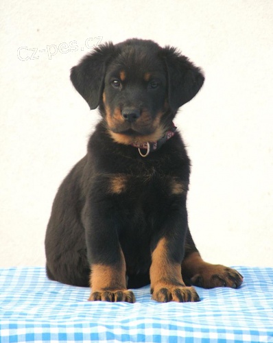 Beauceron �t��ata s PP ze zahrani�n�ho kryt�