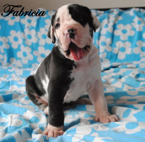 N�meck� doga �ern� a skvrnit� s PP