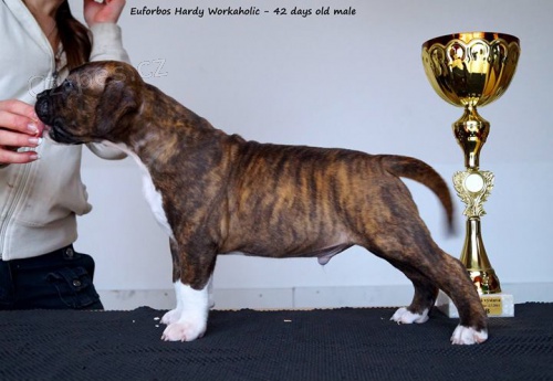 Americk� staford��rsk� teri�r