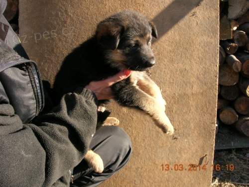 N�meck� ov��k - prod�m �t��ata