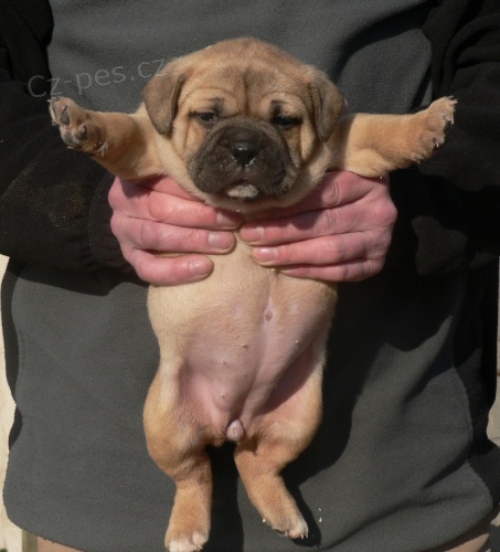 Staroanglick� mini buldok �t��ata