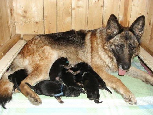 N�meck� ov��k �t��ata s PP