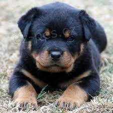 Rotvajler �t�n�