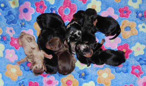 Dlouhosrst� jezev��k - �t��ata