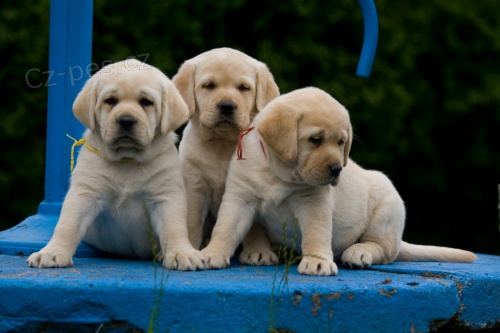 Labradorsk� retr�vr - �t��ata