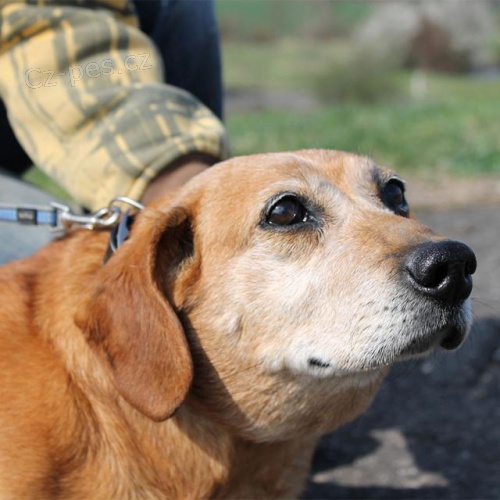 Jezev��k Bad hled� domov