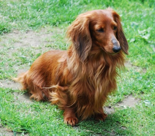 Dlouhosrst� trpasli�� fenka jezev��ka