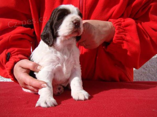 �t���tko anglick�ho �pringr�pan�la