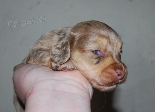 Dlouhosrst� jezev��k - fenka