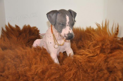 Americk� bezsrst� terier - lep�� ako nah��