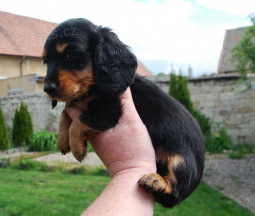 Dlouhosrst� jezev��k - pejsek