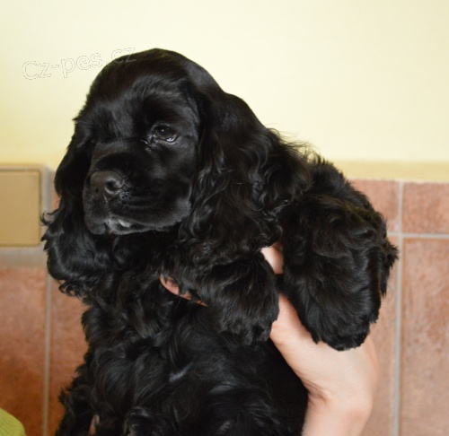 Americk� kokr�pan�l s PP