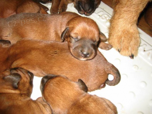 �t�rsk� brak��