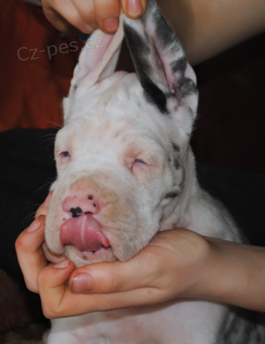 N�meck� doga s PP