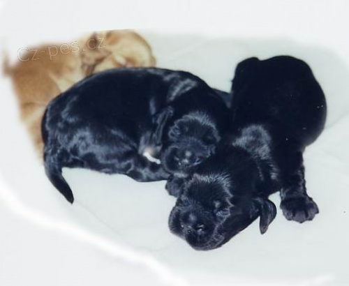 Anglick� kokr�pan�l s PP