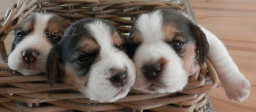 �t��ata beagle s PP