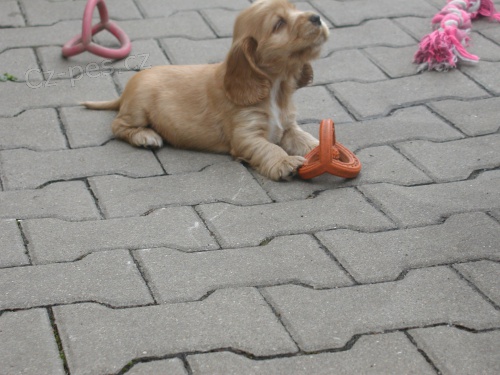 Anglick� kokr�pan�l