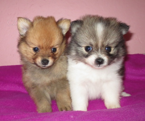 N�meck� �pic �t�nata