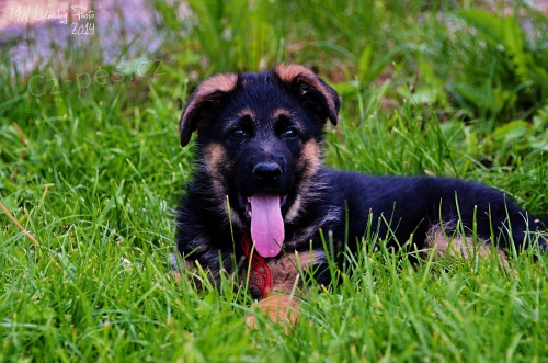 N�meck� ov��k - pejsci na prodej